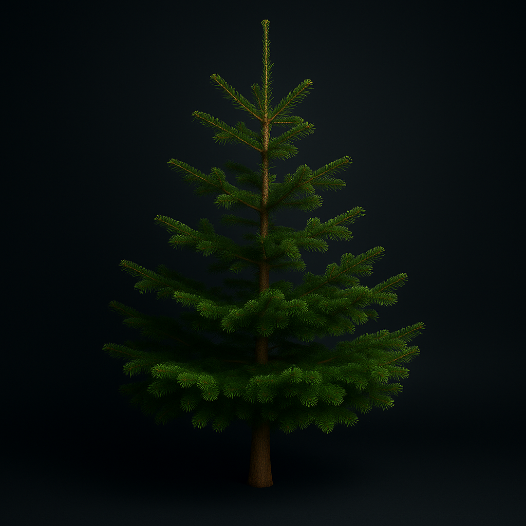 Standard Nordmann Fir Christmas Tree
